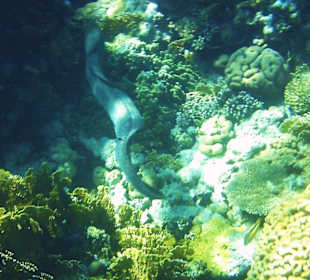Muräne bei Ras Mohammed