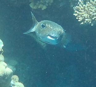 Buffer Fisch