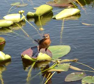 Vogel in den Everglades