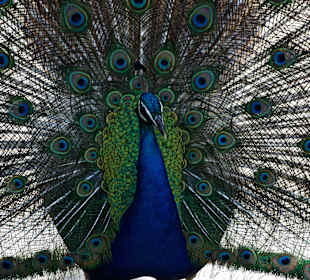 Pavo Real