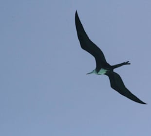 Isla Contoy - Vogelparadies