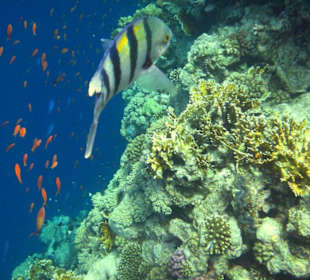 Am Steg Hausriff Hotel Sea Life Resort