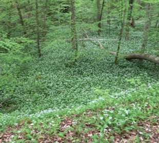 Wandertour Feuchtgebiet Schönbuch