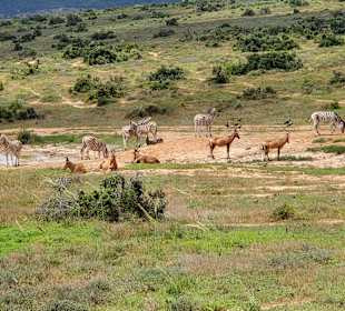 Antilopen und Zebras an Wasserstelle
