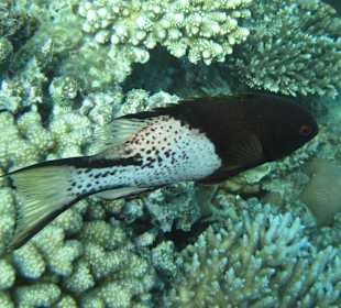 Zweifarben-Schweinslippfisch