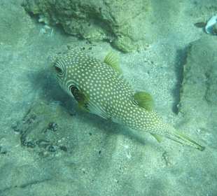 Schnorcheln Marsa Alam