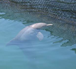 Delfine im Nahbereich des Hotels