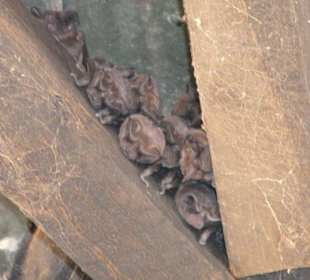 Fledermäuse - Observation Hill