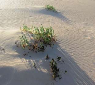 Pflanzen im Dünensand