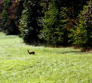 Auch Rehe leben im Park