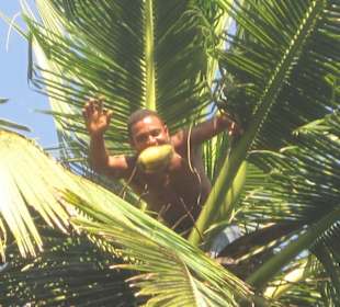 Cocosnuss gefällig?