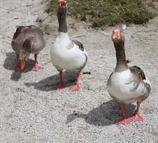 Озеро Курнас 