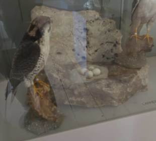 Museum Rosenburg