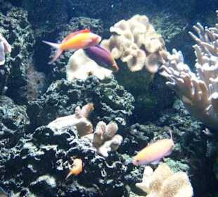 Aquarium Berlin 