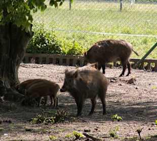 Mini zoo - wybieg dla dzików