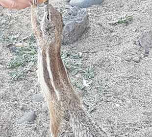 Strand Playa de Esquinzo / Playa de Butihondo
