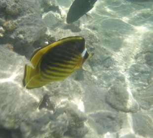 Schnorcheln am Hausriff 3