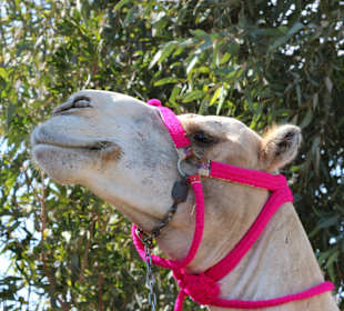 Happy Horse Stable Magawish, Hurghada