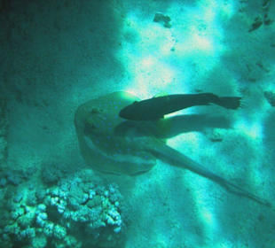 Blaupunktrochen mit Fisch