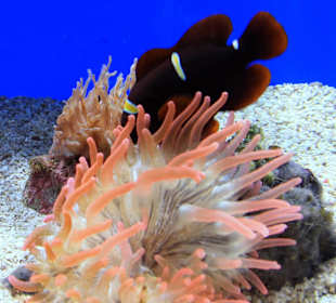  Ozeanographisches Museum Monaco