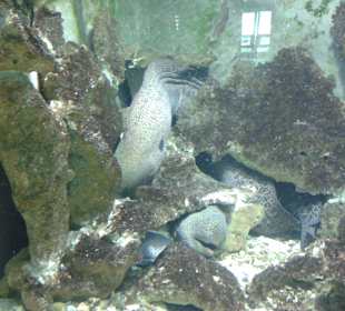 Aquarium in Hurghada