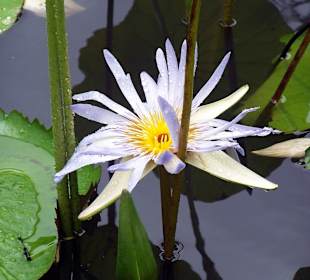 Lotosblume im botanischen Garten Pampelmousses