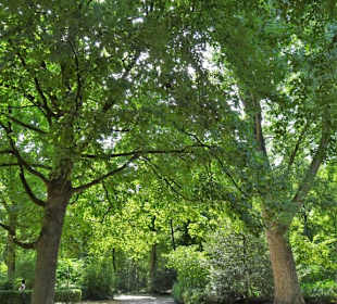 Rundgang durch den Hofgarten Düsseldorf