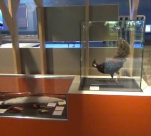 Niedersächsisches Landesmuseum