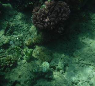 Schnorcheln Abdul Safaga