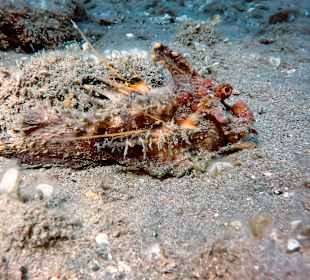 Schnorcheln Marsa Alam