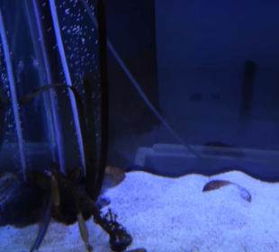 National Aquarium Malta