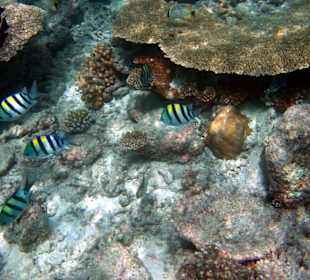 Faszinierende Unterwasserwelt