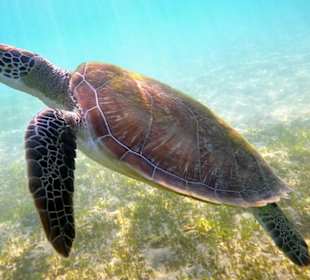 Echte Karettschildkröte in der Bucht