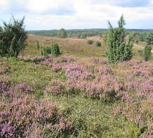 die Heide,mit Wanderweg