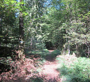 Kleiner Westwallweg bei Schaidt