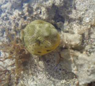 Co można napotkać w wodzie