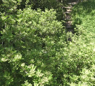 Burgruine Hohenrechberg