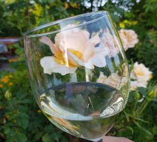 Weinberge