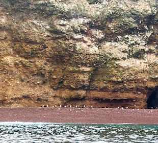 Ausflug Ballestas Inseln