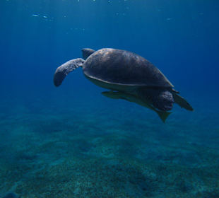 Grüne Meeresschildkröte