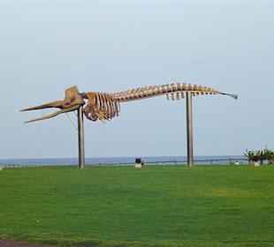 Das Walskelett