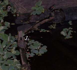 Wasserschildkröten in der Bahnhofshalle