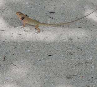 Krabbelte direkt am Tisch vorbei