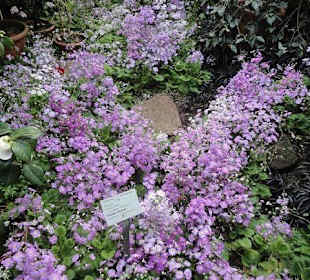 Flora