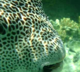 Ein neugieriger Kugelfisch