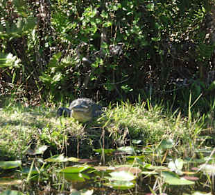 Everglades Safari Park