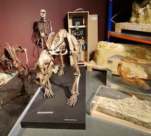 Blick in die Sammlung des Naturkundemuseums