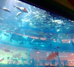 Dubai Mall Riesenaquarium 
