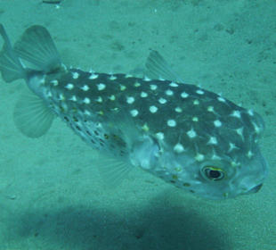 Unterwasserimpressionen