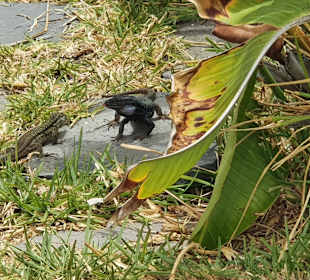 Meerwasserschwimmbad Lago Martiánez